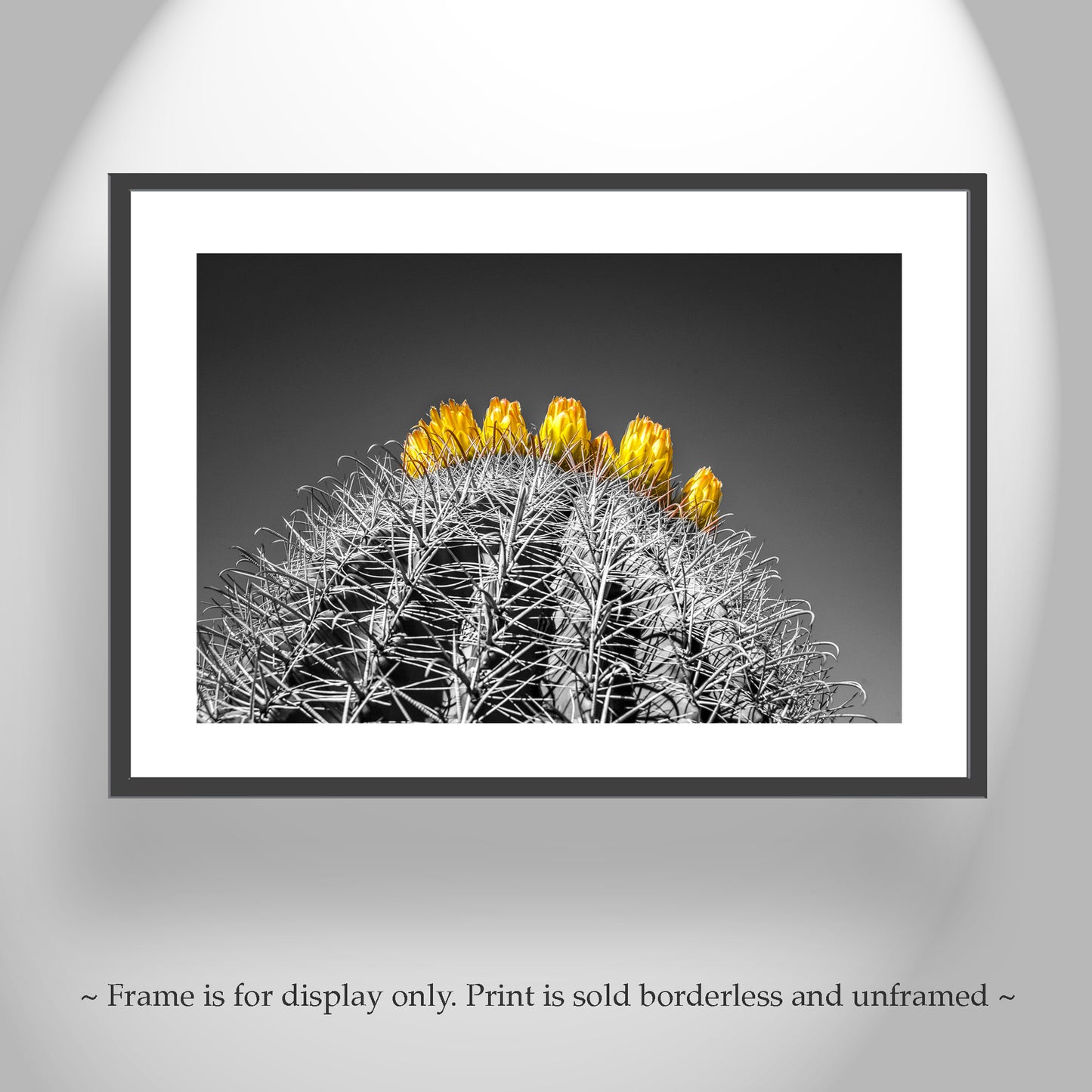 Barrel Cactus Art in Arizona Desert in Black and White | Southwest Decor