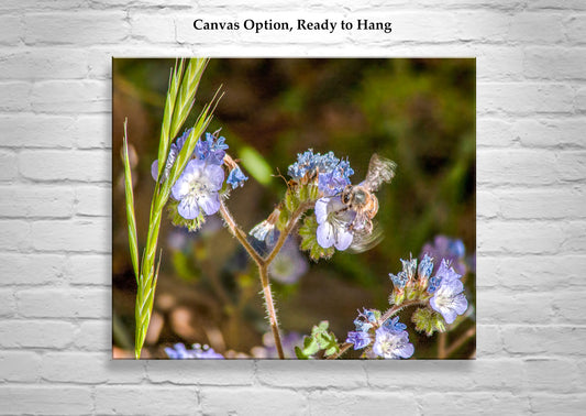 Bee and Arivaca Arizona Wildflower Botanical Art | Nature Lover Gift