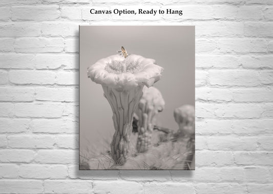 Bumble Bee on Cactus Flower | Tucson Arizona Desert Nature Photo