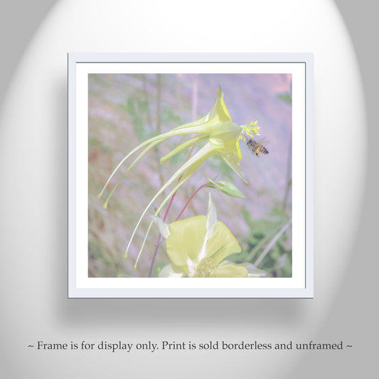 Wildflower & Bumble Bee Art | Pastel Yellow Columbine Nature Print