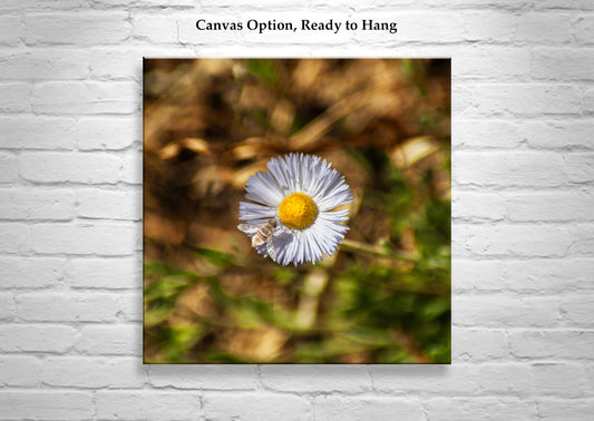 Fine Art Nature Photography with Arizona Wildflower and Bumble Bee