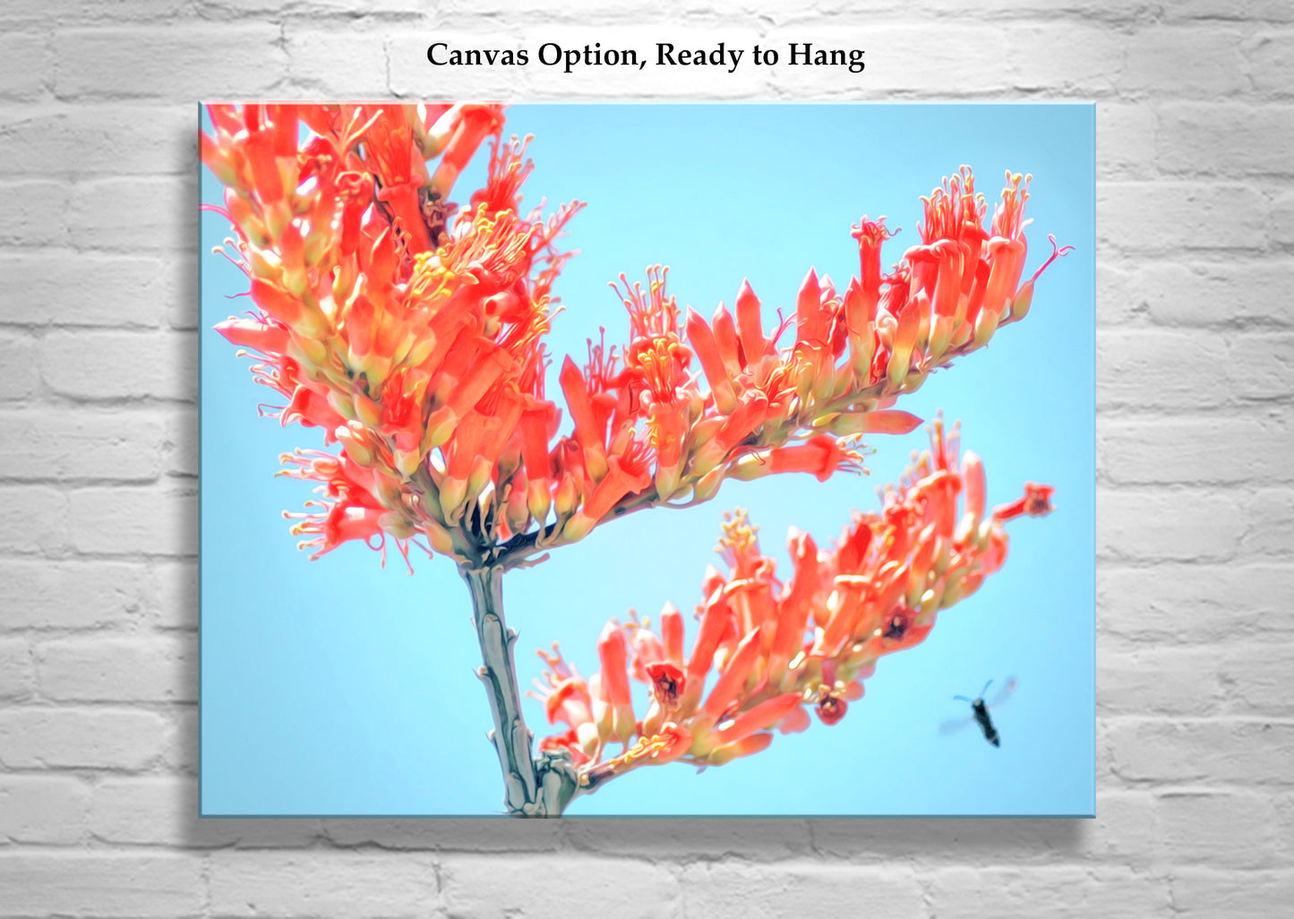 Ocotillo Wildflower with Bumble Bee as Arizona Desert Nature Photo