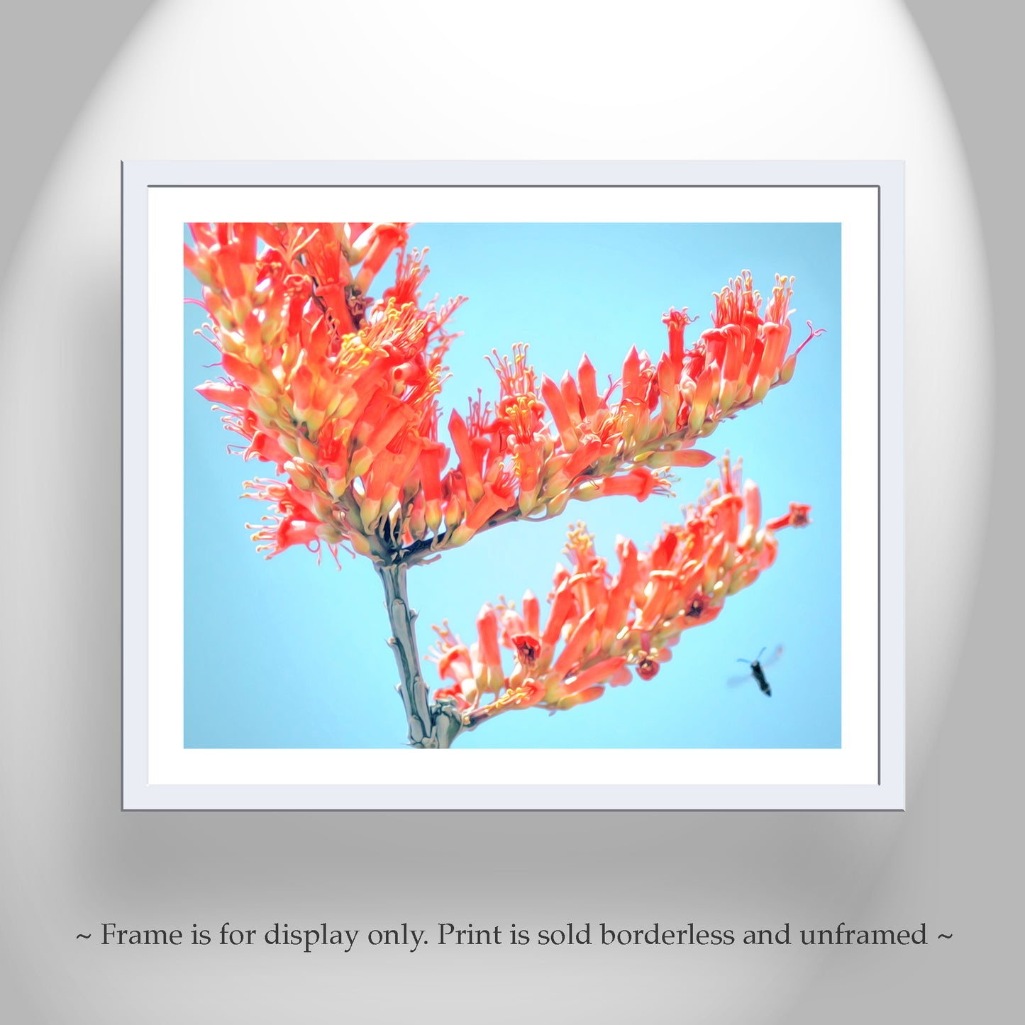 Ocotillo Wildflower with Bumble Bee as Arizona Desert Nature Photo