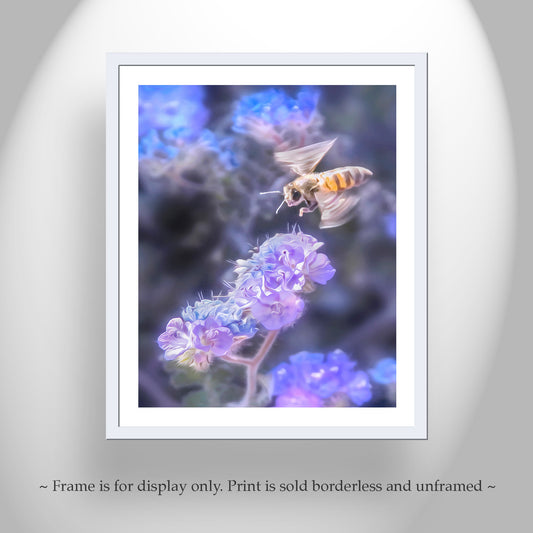 Bee on Phacelia Wildflower - Arizona Desert Nature Print