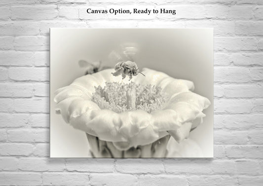 Cactus Flower & Bumble Bee | Arizona Desert Nature Wall Art Print