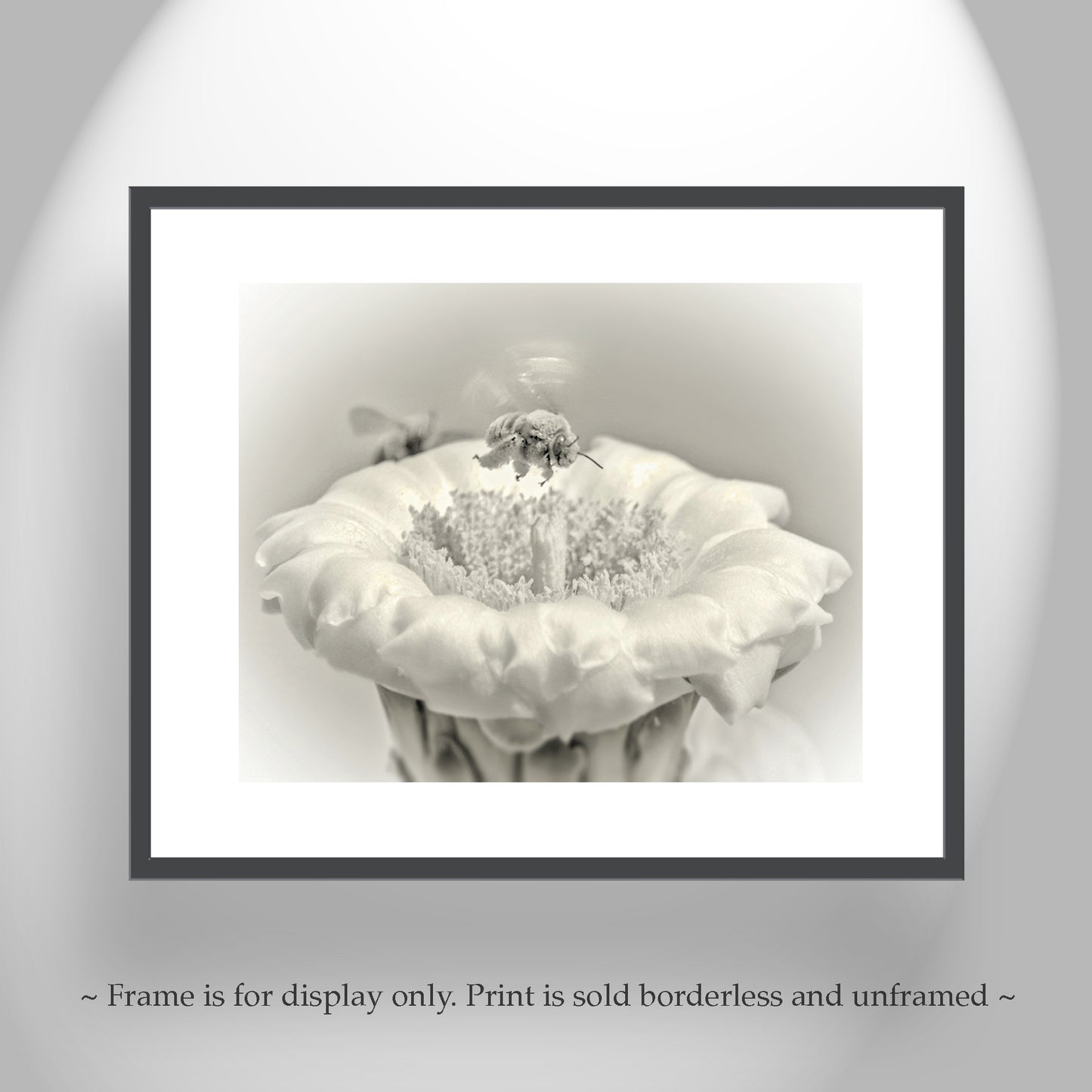 Cactus Flower and Bumble Bee Nature Art in Arizona Desert