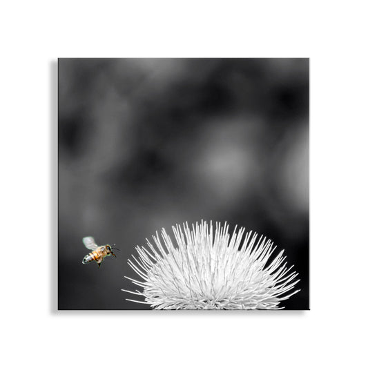 Bee approaching a white flower against a black background. Arizona Thistle Flower & Bumble Bee Black & White Minimalist Art Print
