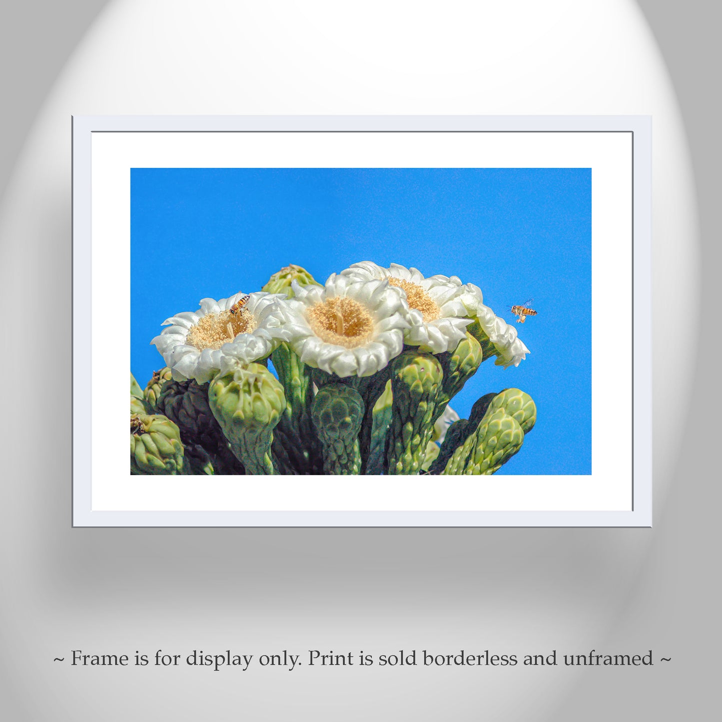 Cactus Flower with Bees in Arizona Desert as Spring Desert Decor