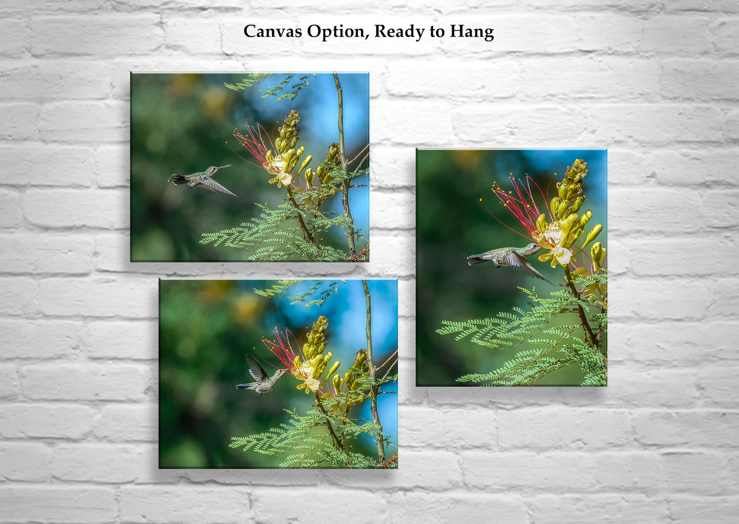 Flying Hummingbirds Set of 3 Prints Gallery Wall Art Set