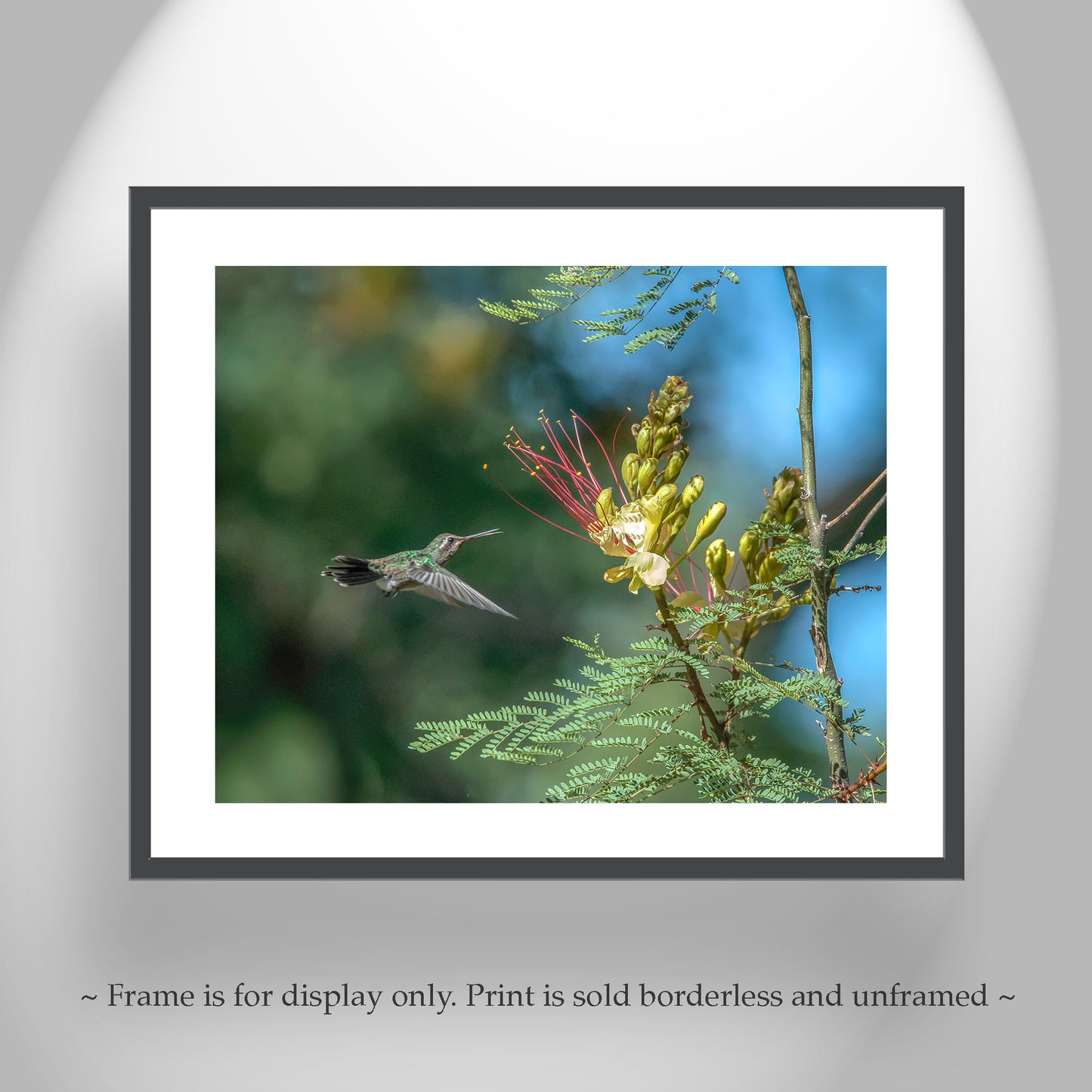 Flying Hummingbirds Set of 3 Prints Gallery Wall Art Set