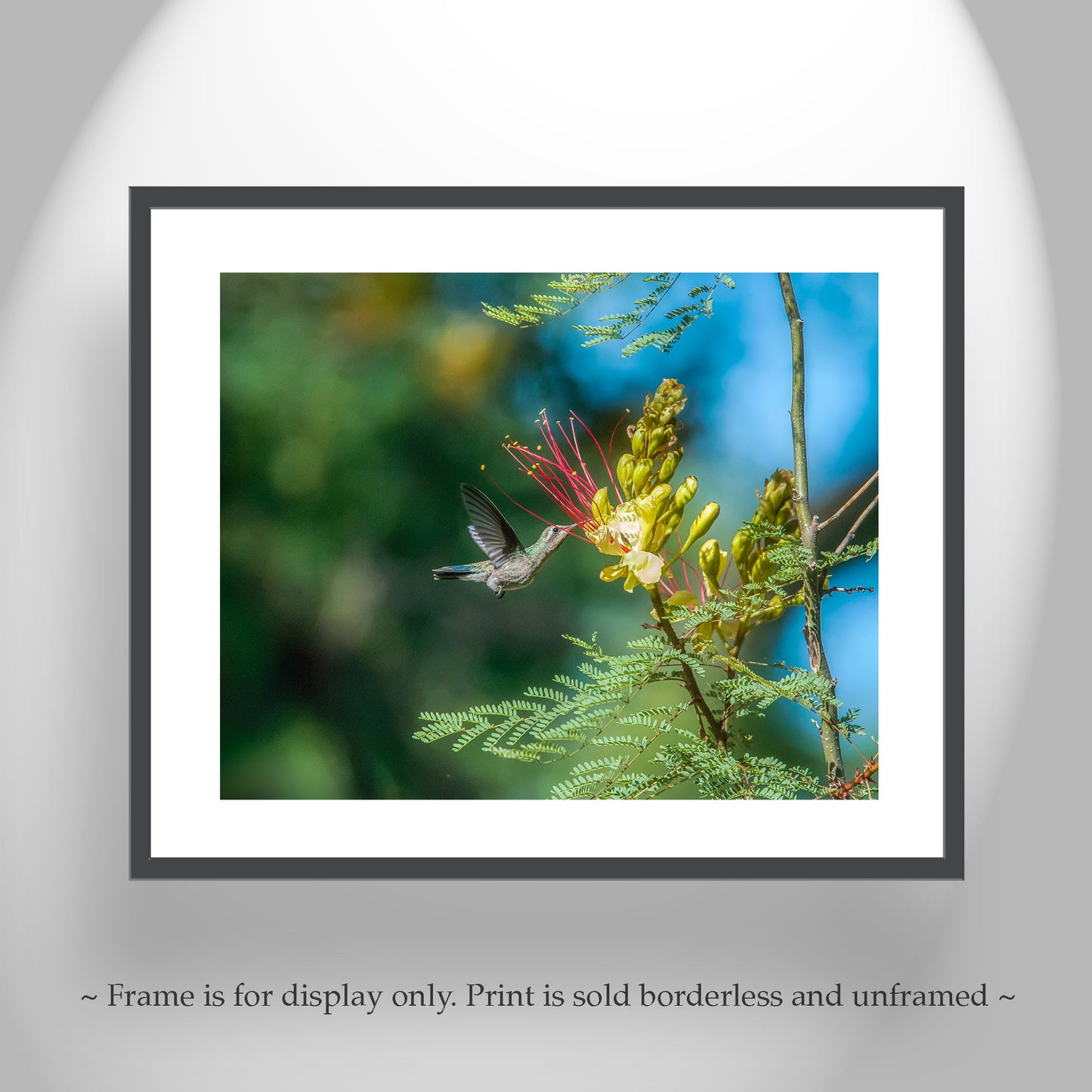 Flying Hummingbirds Set of 3 Prints Gallery Wall Art Set
