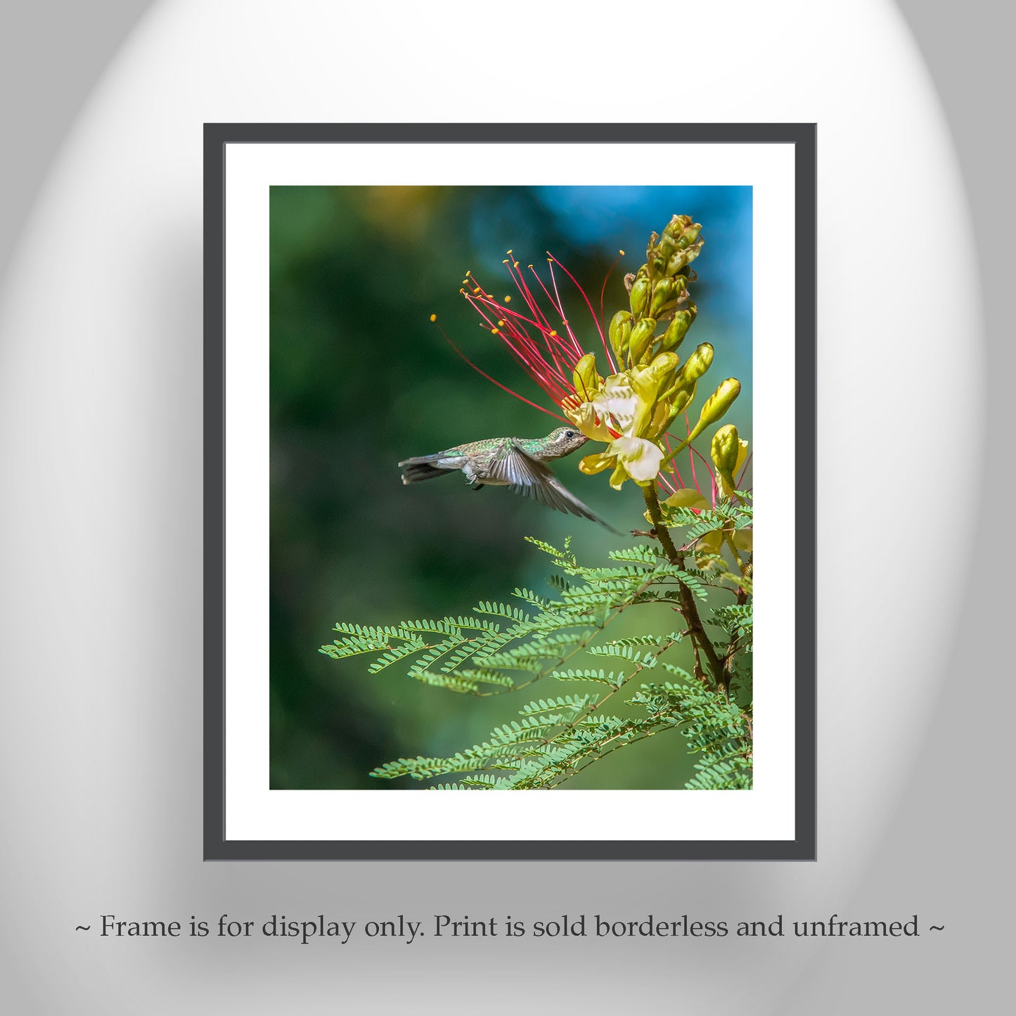 Flying Hummingbirds Set of 3 Prints Gallery Wall Art Set