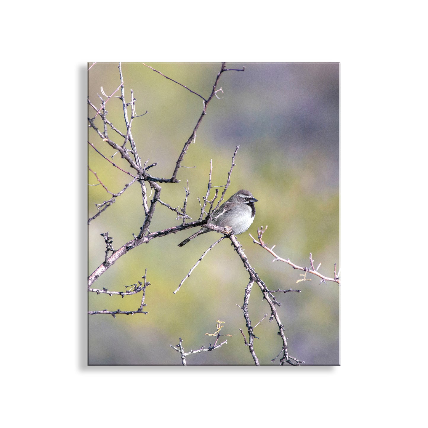 Sparrow Bird Art Elegant Nature Wall Print for Home