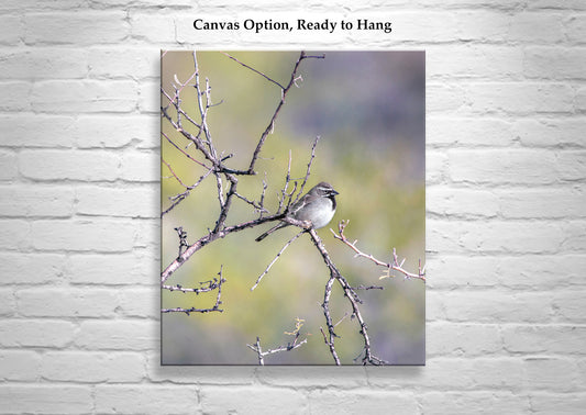 Elegant Sparrow Bird Art – Arizona Nature Wall Print for Home