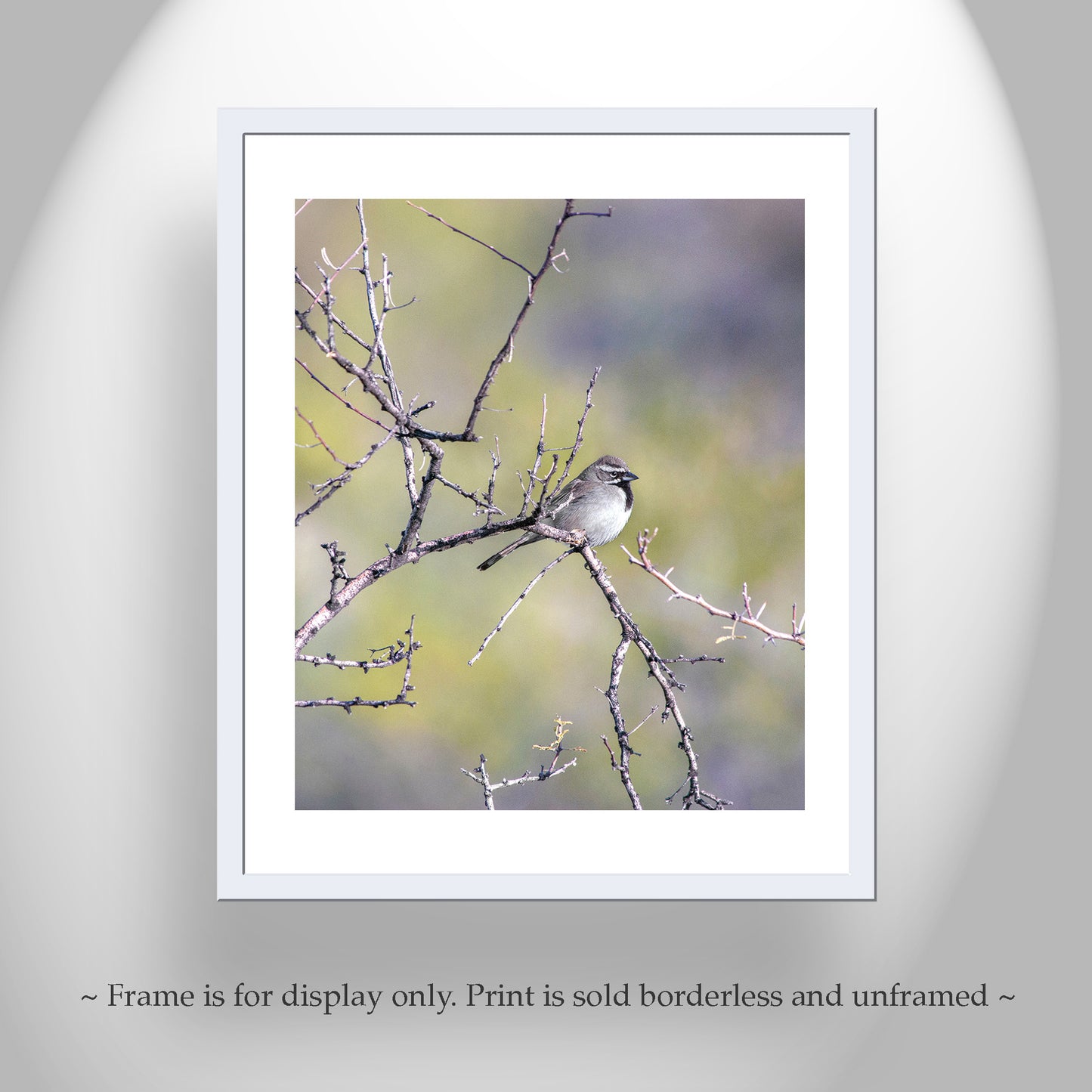 Sparrow Bird Art Elegant Nature Wall Print for Home