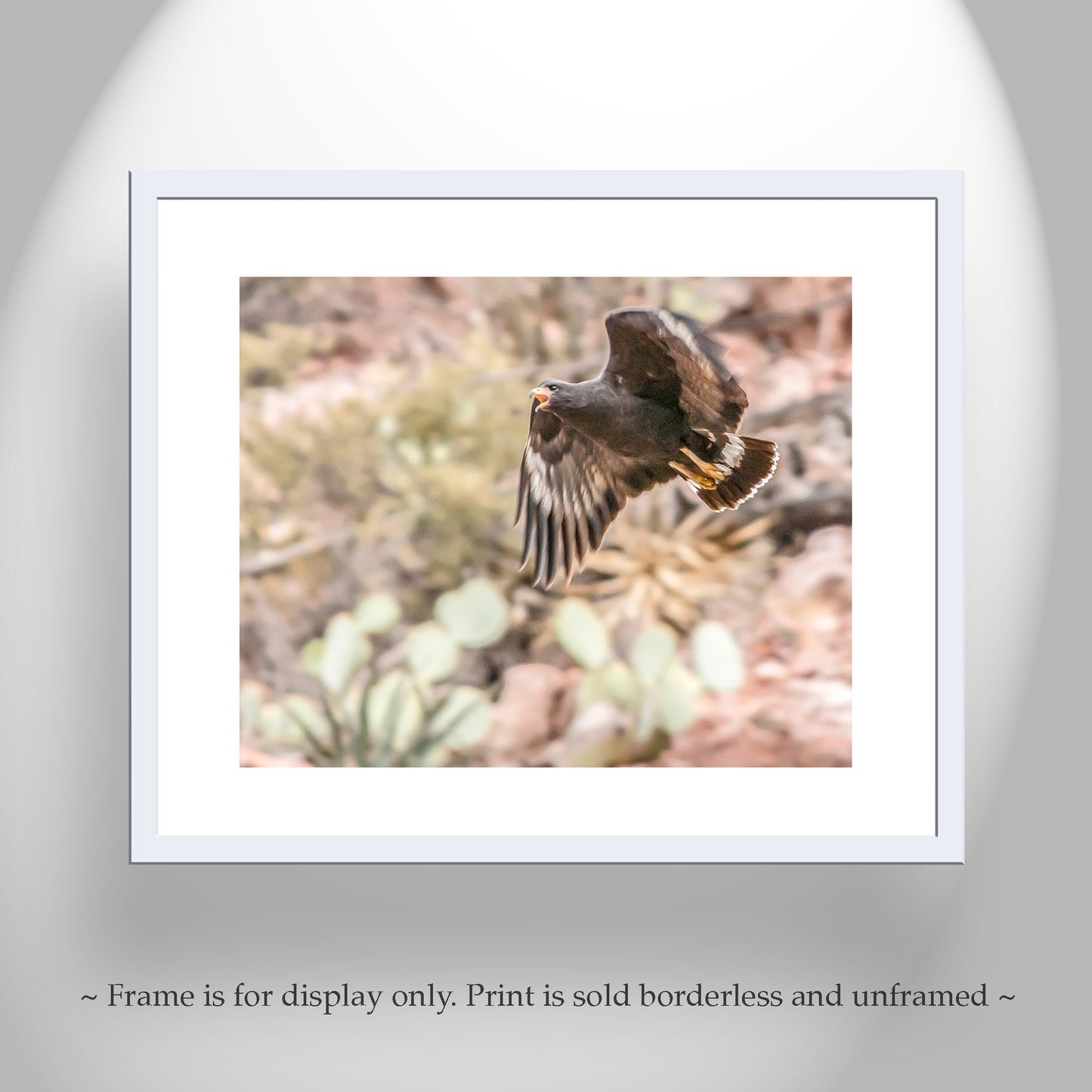 Blackhawk Bird in Flight Desert Nature Photography