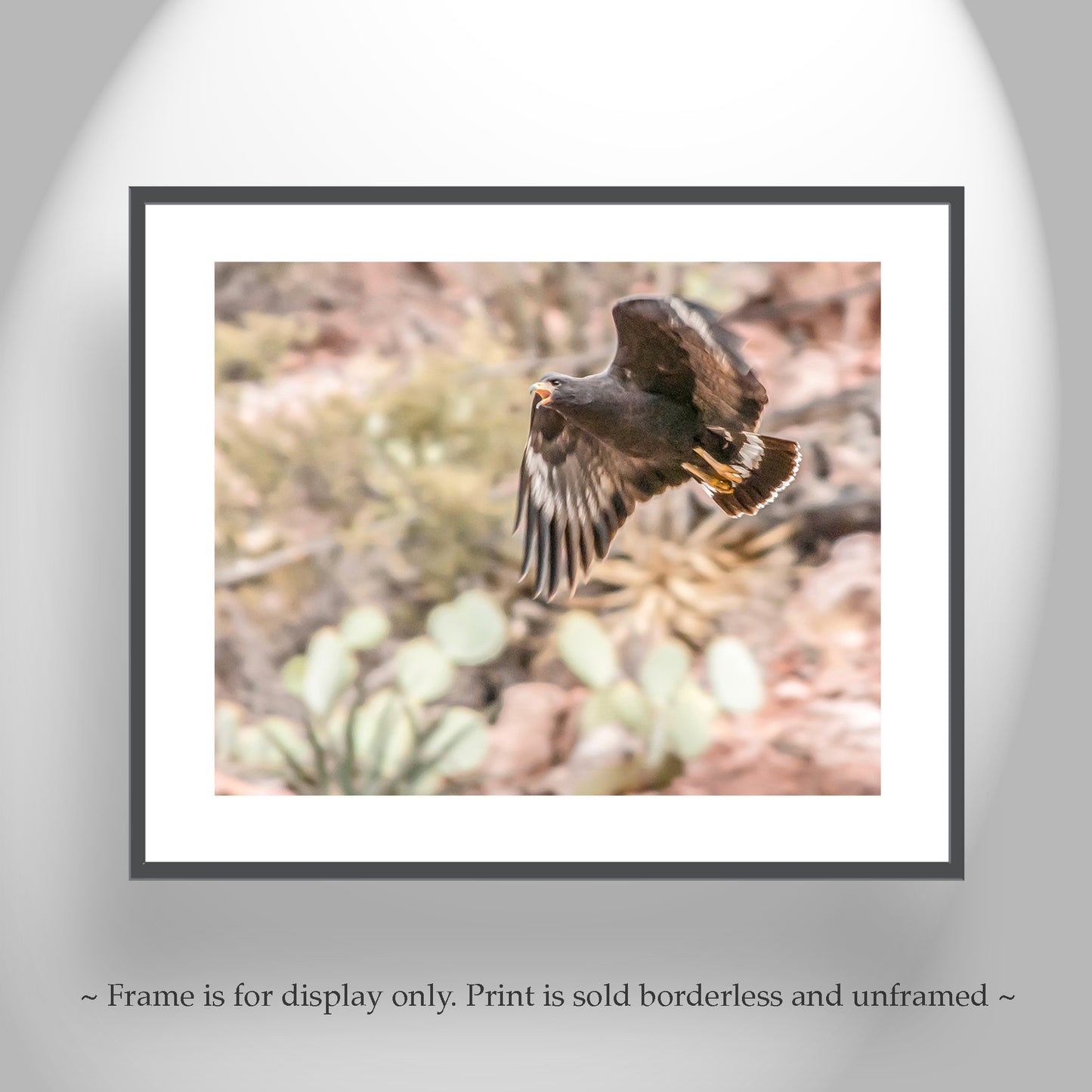 Blackhawk Bird in Flight Desert Nature Photography