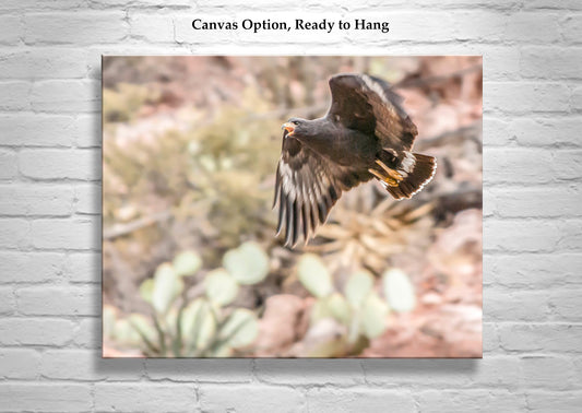 Arizona Blackhawk in Flight - Desert Canyon Bird Wall Art Print