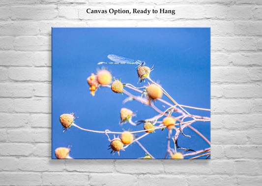 Blue Damselfly Insect Nature Photography Print as Vibrant Arizona Wall Art