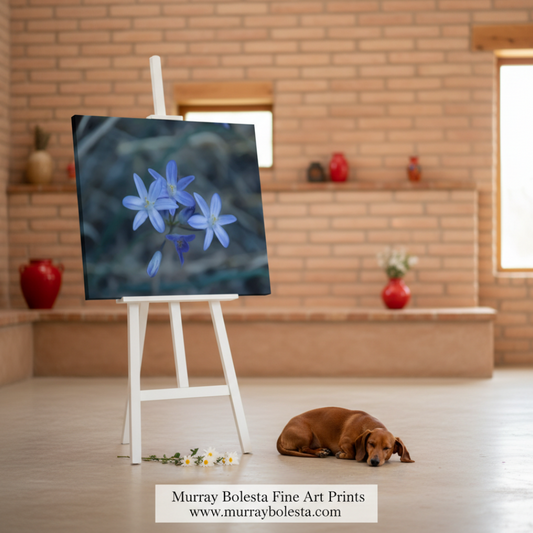 Close-up of blue flowers with a blurred natural background. Blue Wildflower | Minimalist Arizona Desert Canyon Nature Photography by Murray Bolesta
