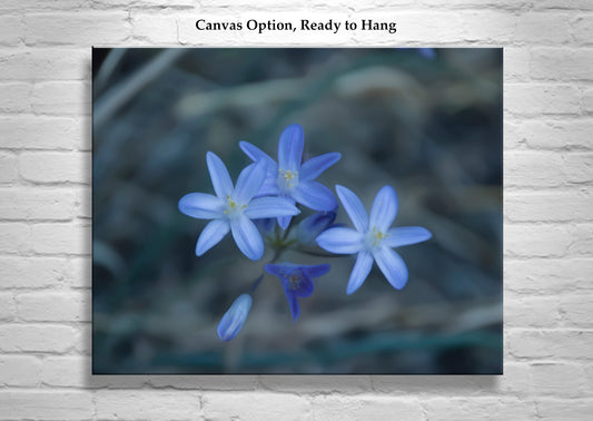 Blue Wildflower | Minimalist Arizona Desert Canyon Nature Photography