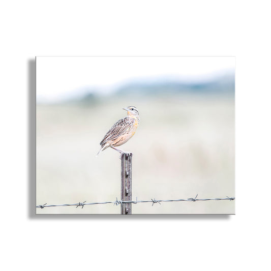 A small bird perches on a wooden post, facing to the right, with a blurred background suggesting a natural setting. Bobolink Bird Art | Minimalist Wildlife Photography Print