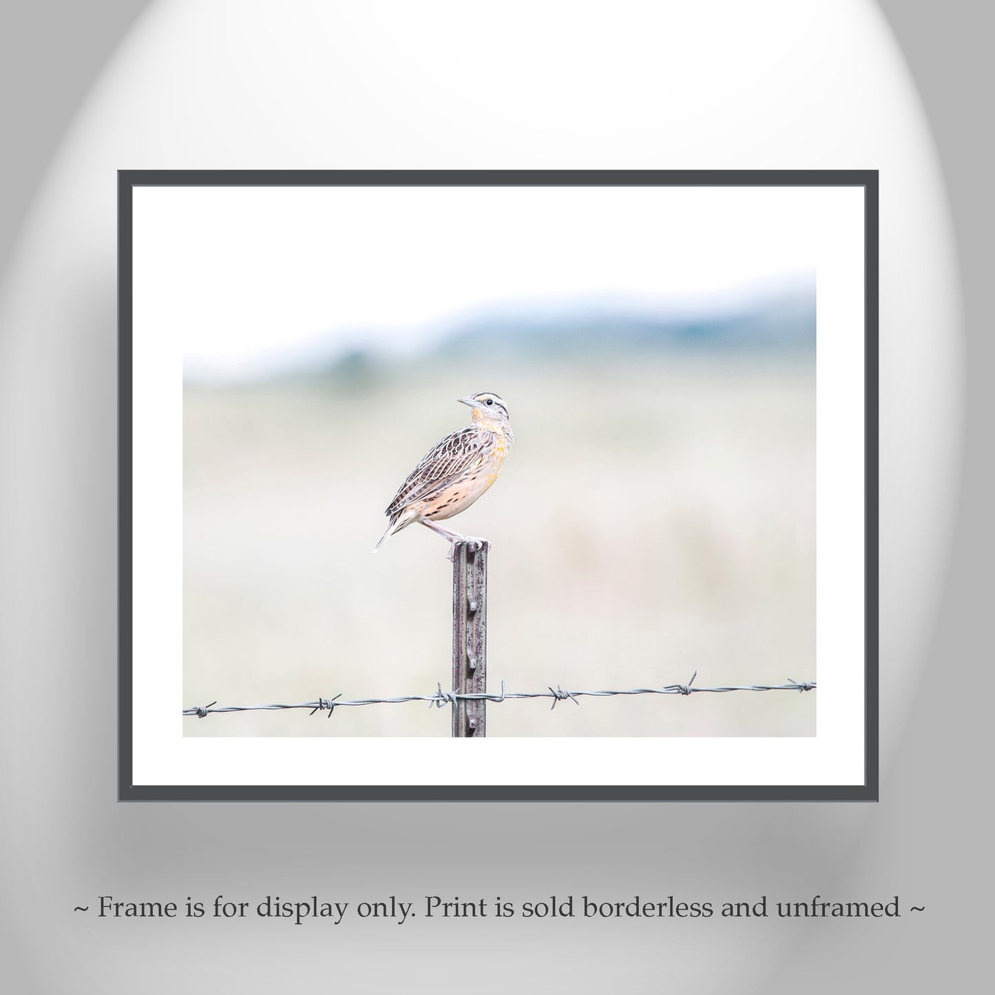 Bobolink on Barbed Wire as Minimalist Bird Photography