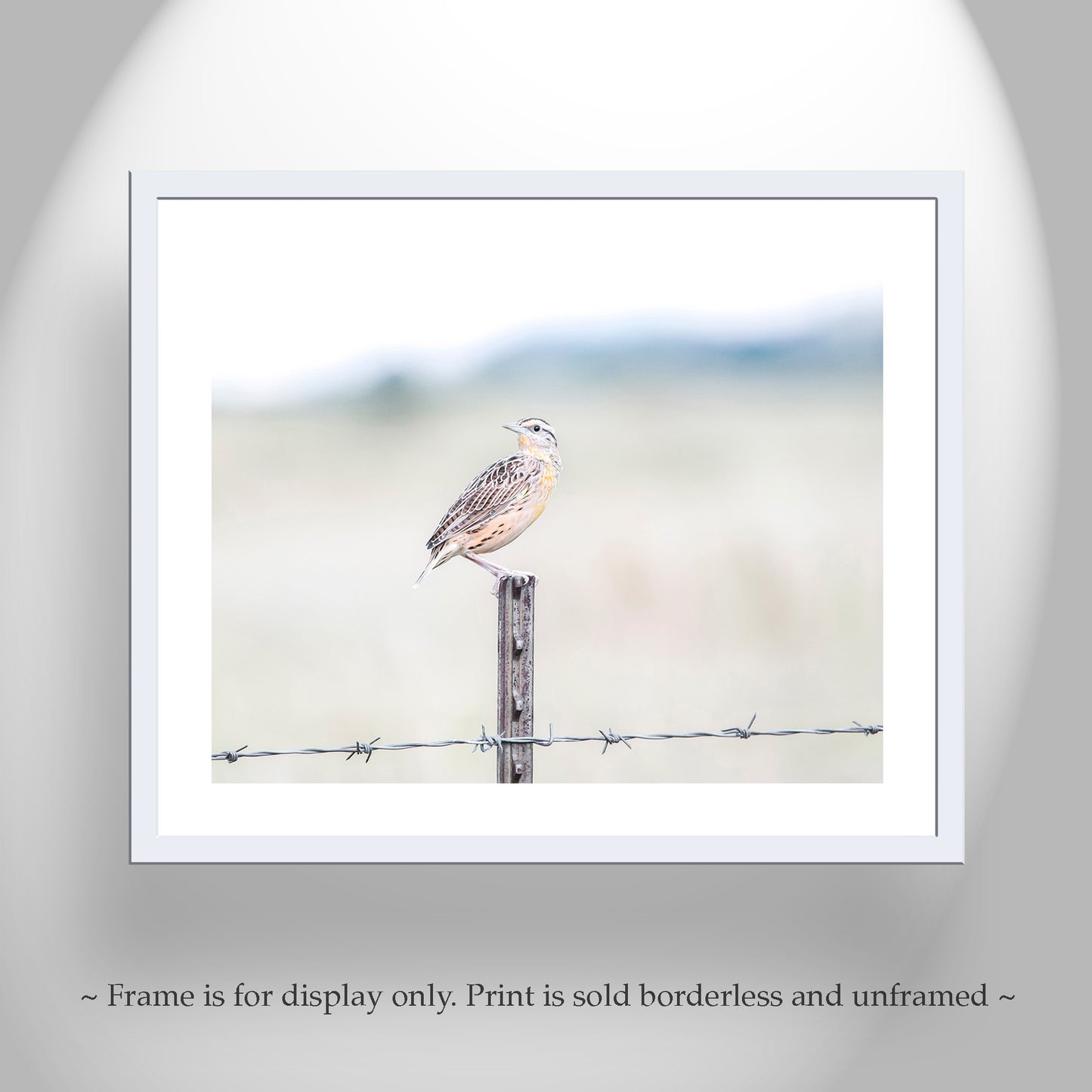 Bobolink on Barbed Wire as Minimalist Bird Photography