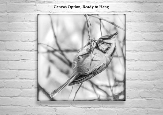 Bridled Titmouse Bird Photo - Black & White Wildlife Art Print
