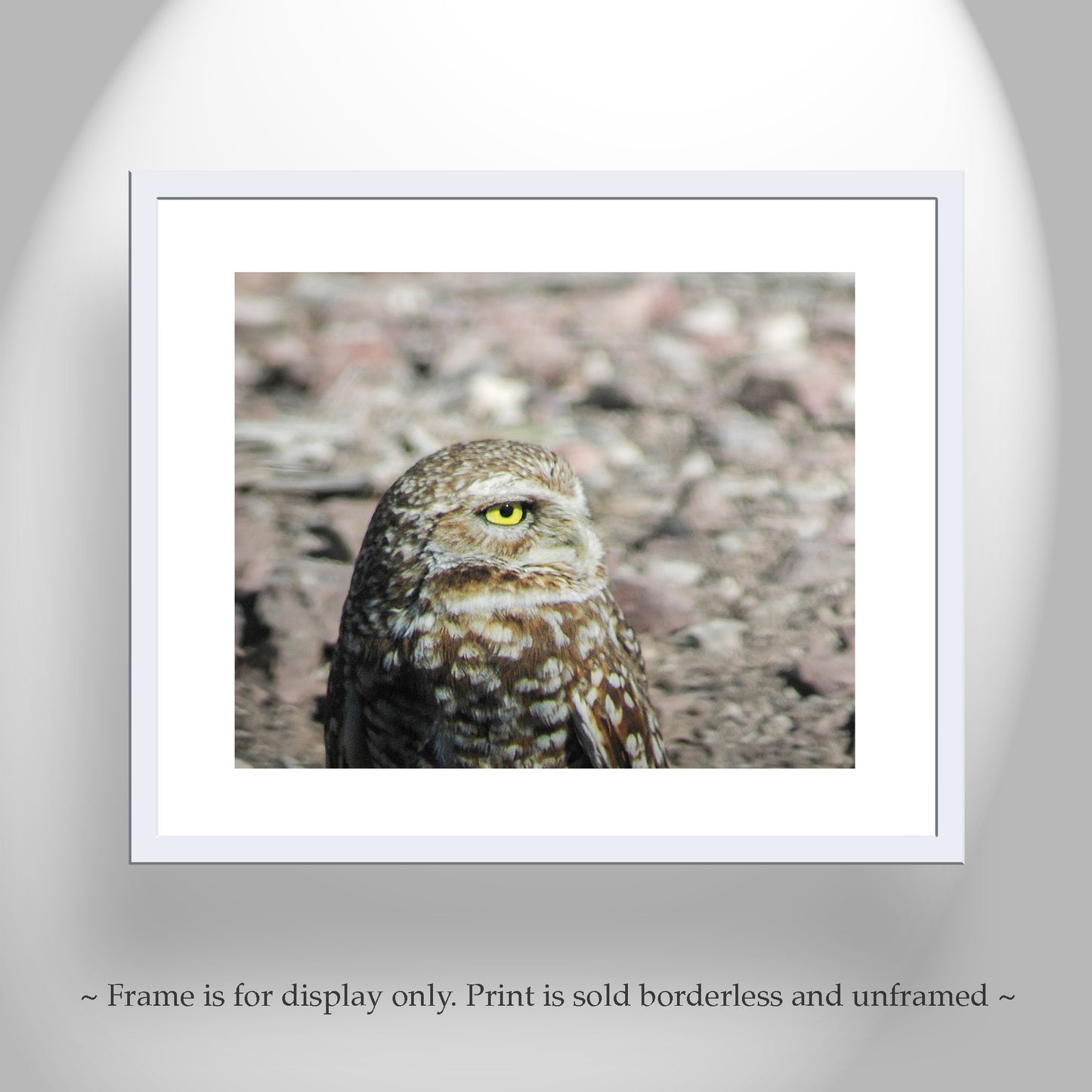 Burrowing Owl Bird Artwork in Southwestern USA Desert