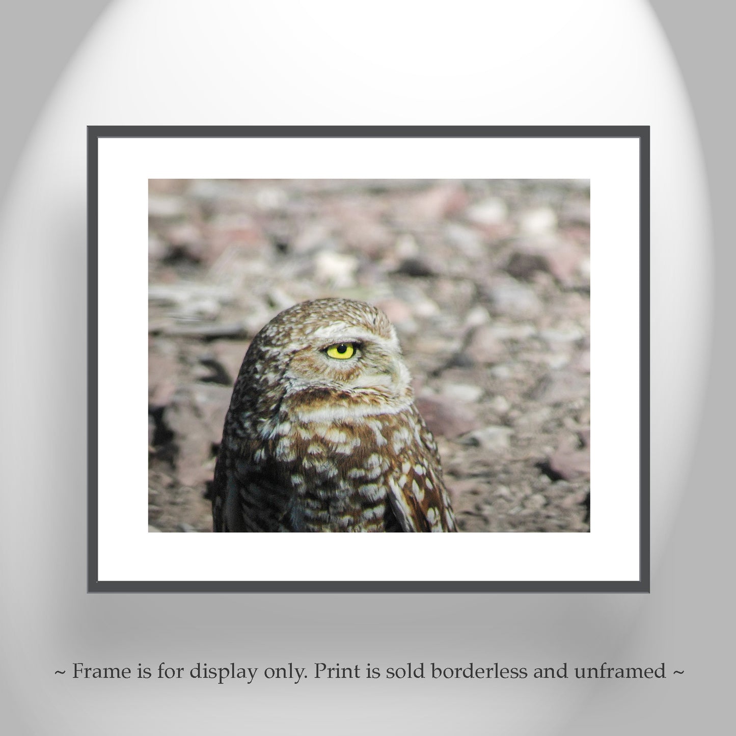 Burrowing Owl Bird Artwork in Southwestern USA Desert