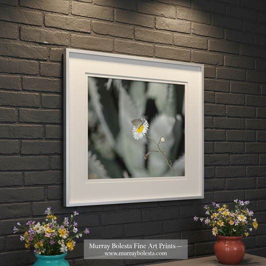 Butterfly on a white flower with a blurred background art by Murray Bolesta