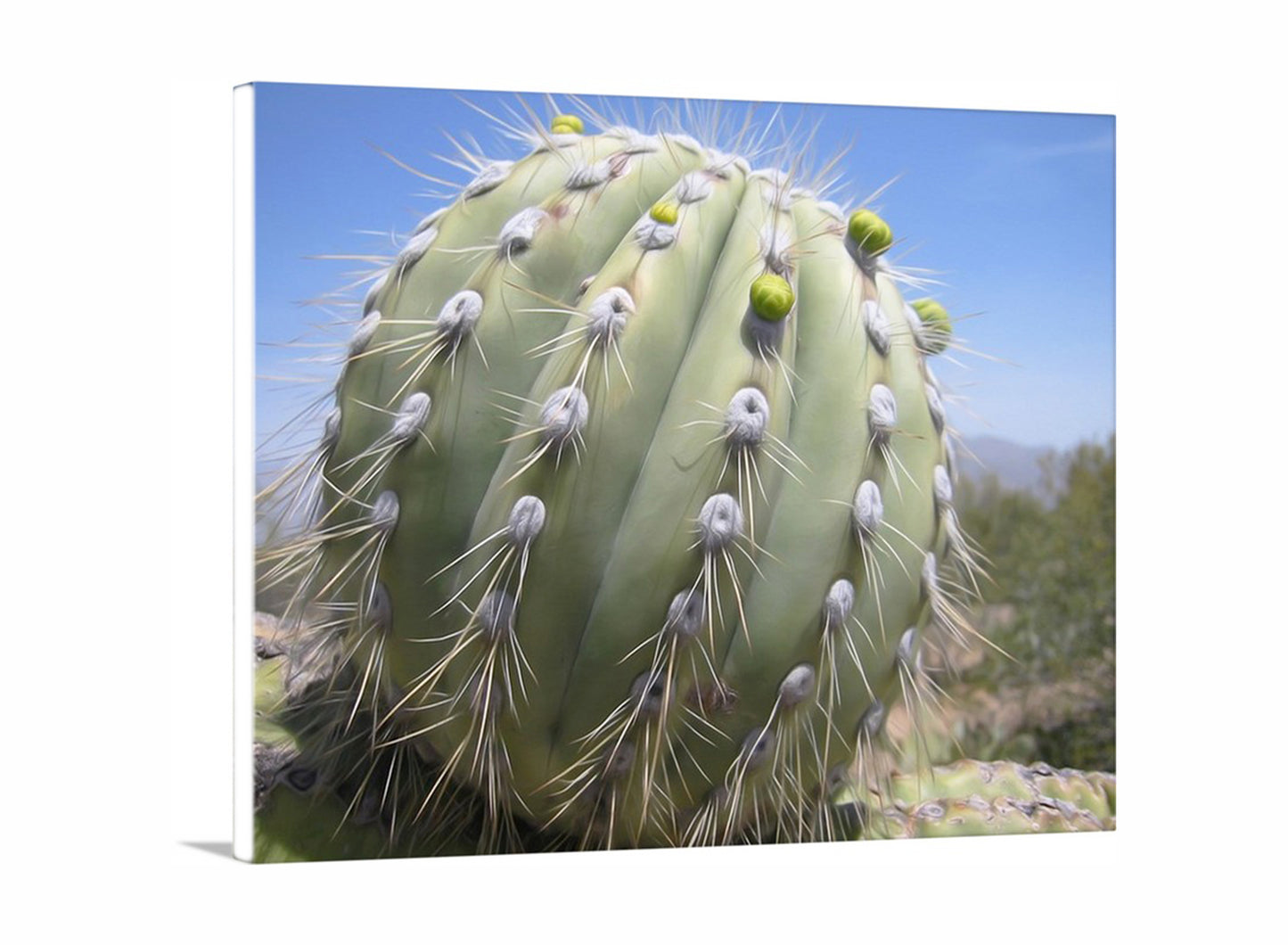 Cactus Decor from Arizona Desert | Unique Southwest Art