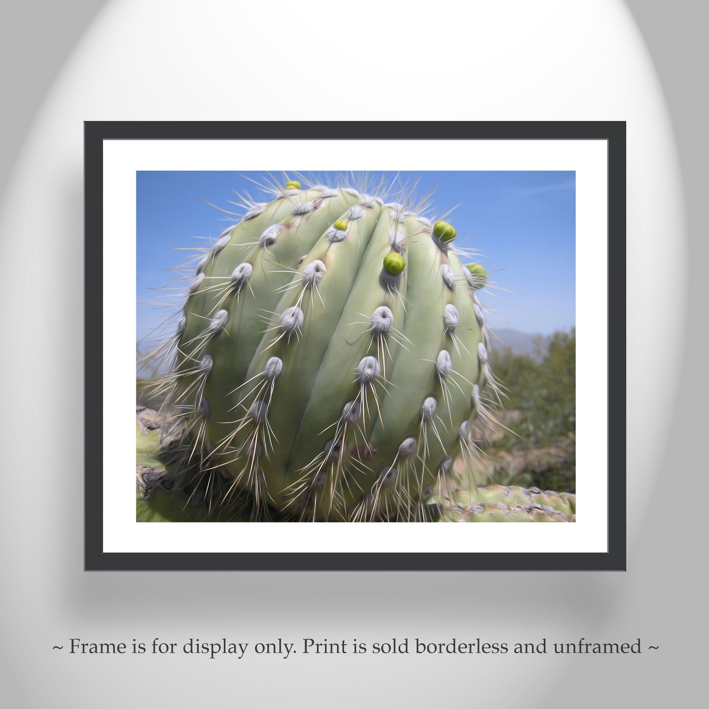 Cactus Decor from Arizona Desert | Unique Southwest Art