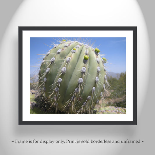 Cactus Decor from Arizona Desert | Unique Southwest Art Print