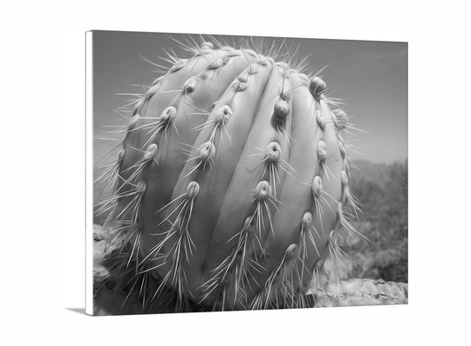 A close-up black and white photograph of a cactus plant with numerous spines and small flowers. Unique Desert Cactus | Black & White Southwestern Wall Art Print