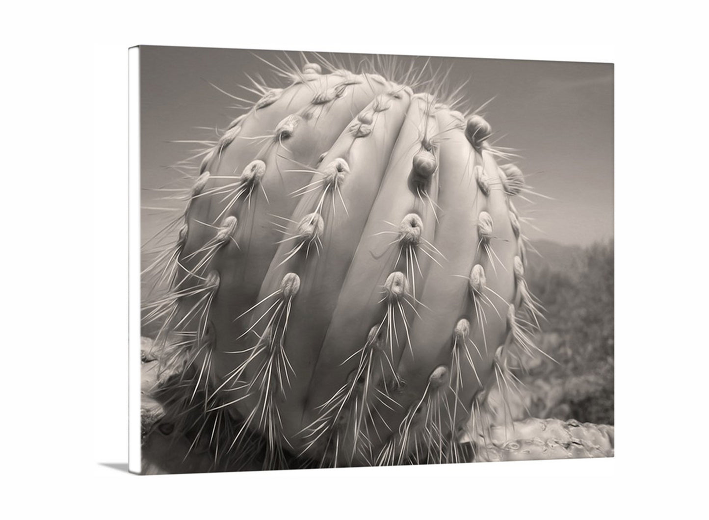 Cactus Decor from Arizona Desert in Sepia Tone | Unique Tucson Gift