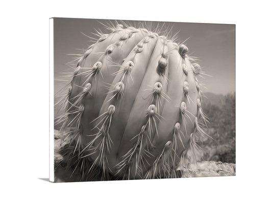 A close-up black and white photograph of a cactus plant with numerous spines and small flowers. Cactus Decor from Arizona Desert in Sepia Tone | Unique Tucson Gift