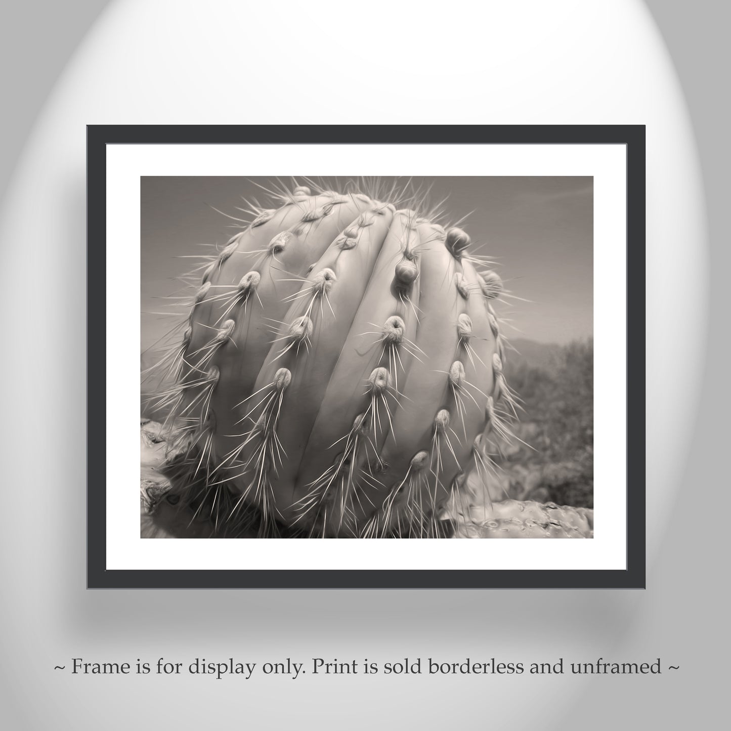 Cactus Decor from Arizona Desert in Sepia Tone | Unique Tucson Gift