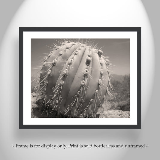 Cactus Decor from Arizona Desert in Sepia Tone | Unique Tucson Gift
