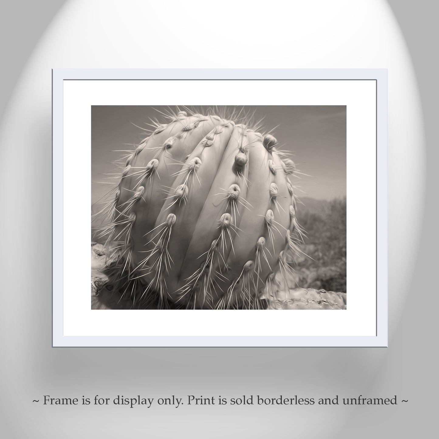 Cactus Decor from Arizona Desert in Sepia Tone | Unique Tucson Gift