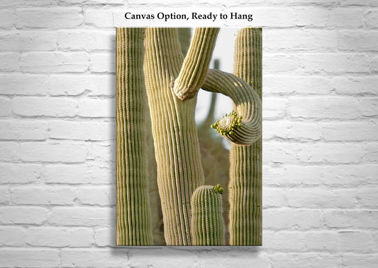 Saguaro Cactus Art Print - Arizona Ironwood Forest Desert Photo