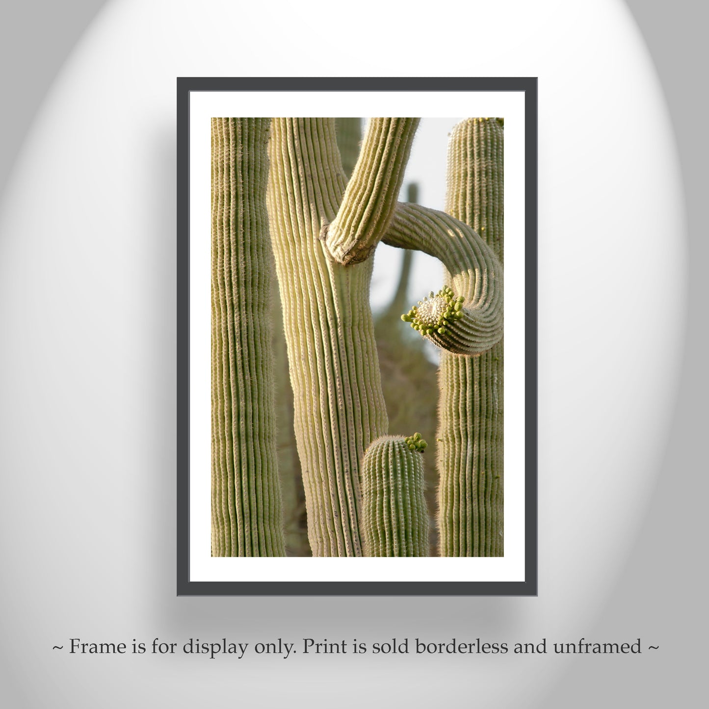 Southwestern Style Wall Decor with Saguaro Cactus in Arizona Desert