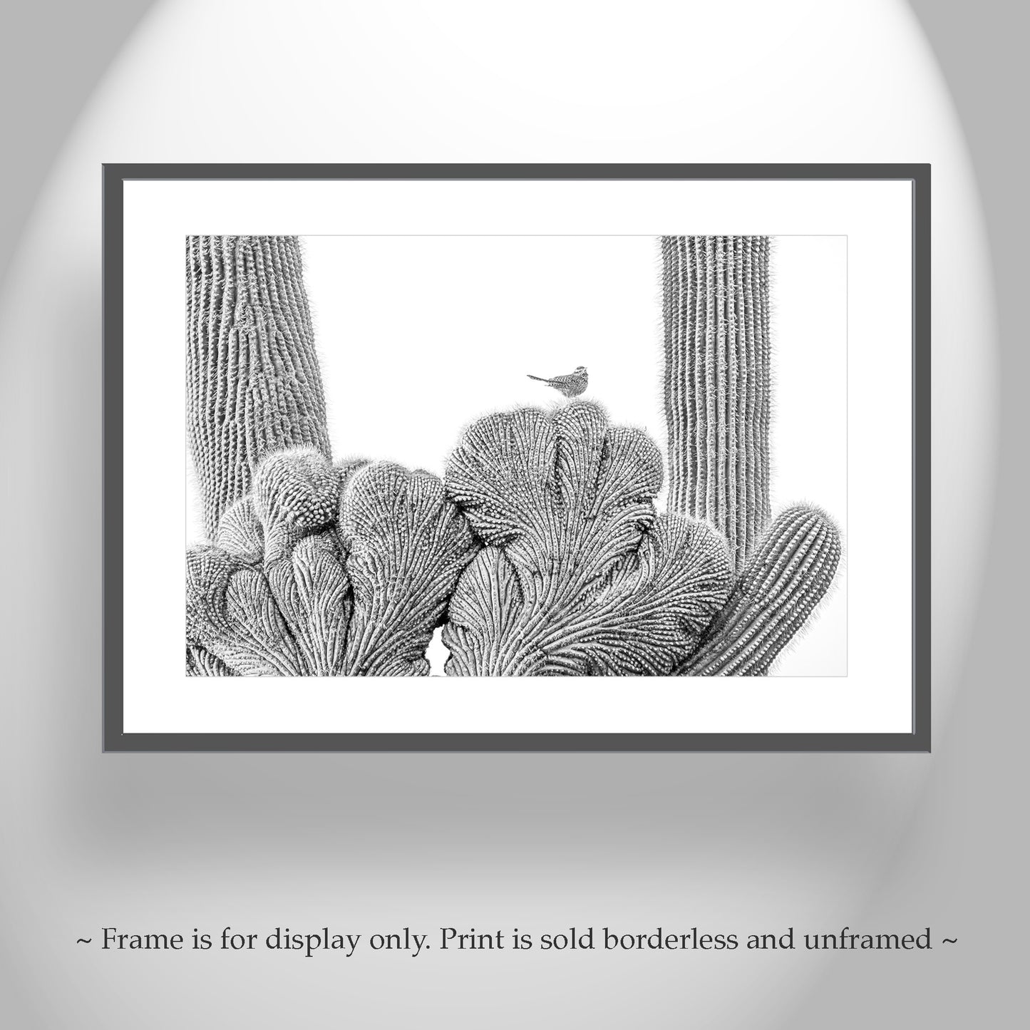 Cactus Wren Bird Photograph with Crested Saguaro in Black and White