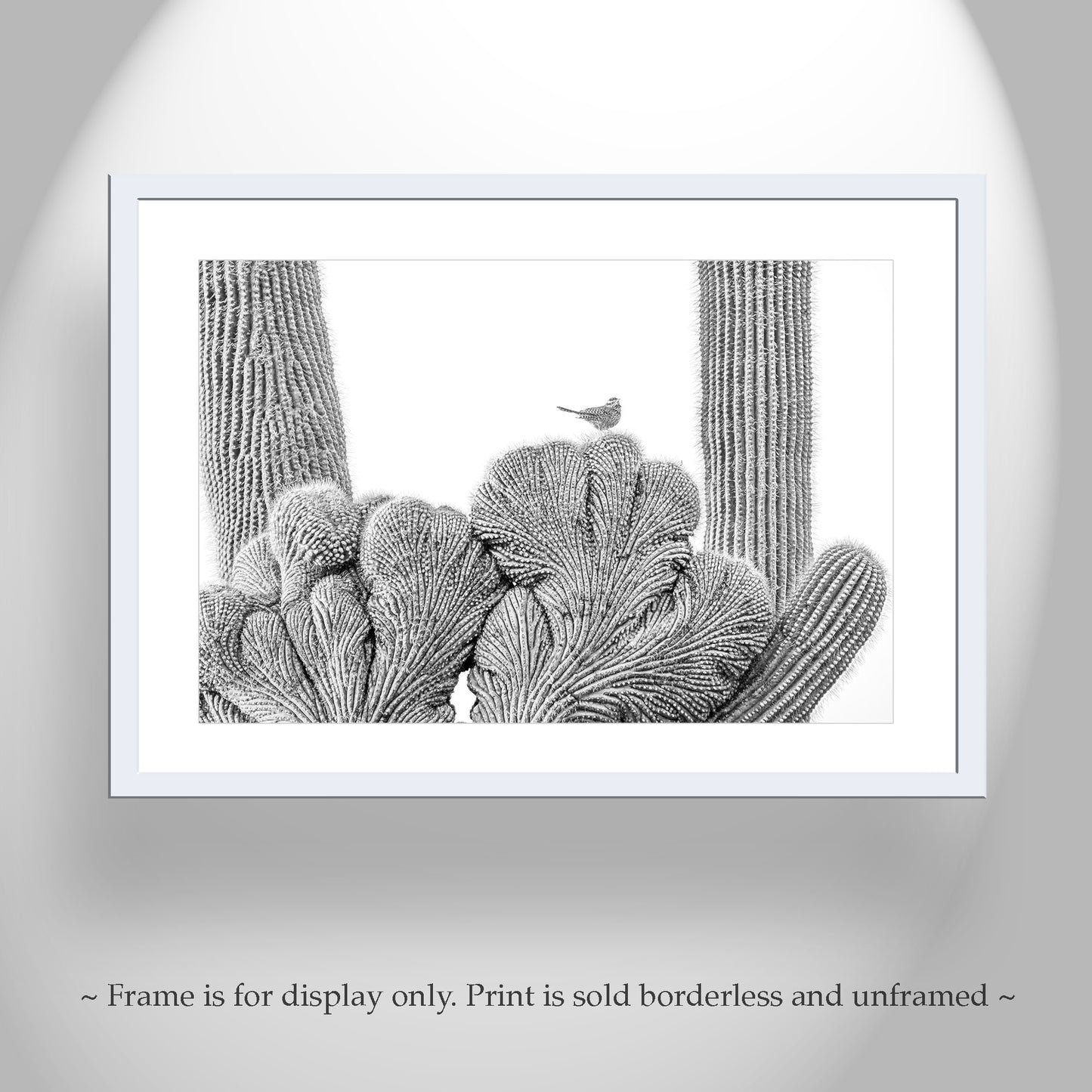 Cactus Wren Bird Photograph with Crested Saguaro in Black and White