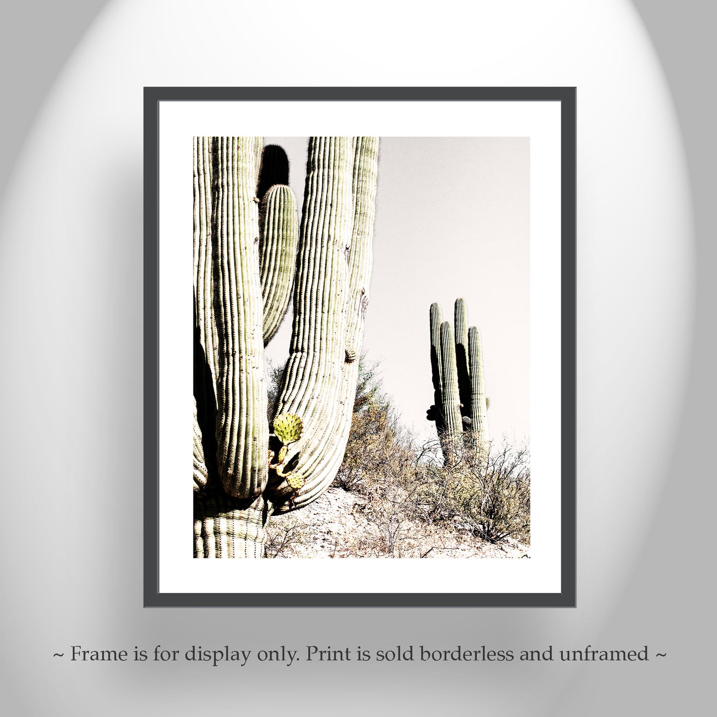 Prickly Pear Cactus Growing from Desert Saguaro in Arizona Desert