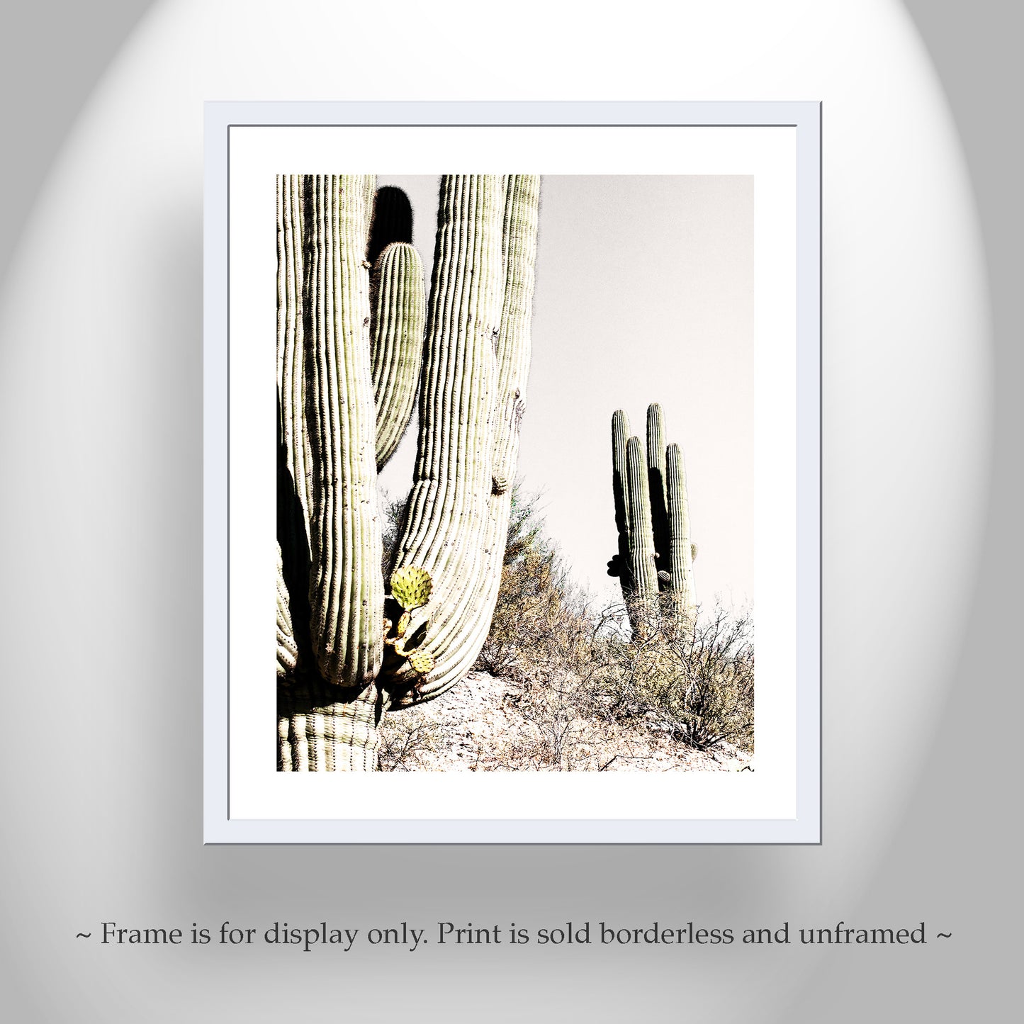 Prickly Pear Cactus Growing from Desert Saguaro in Arizona Desert