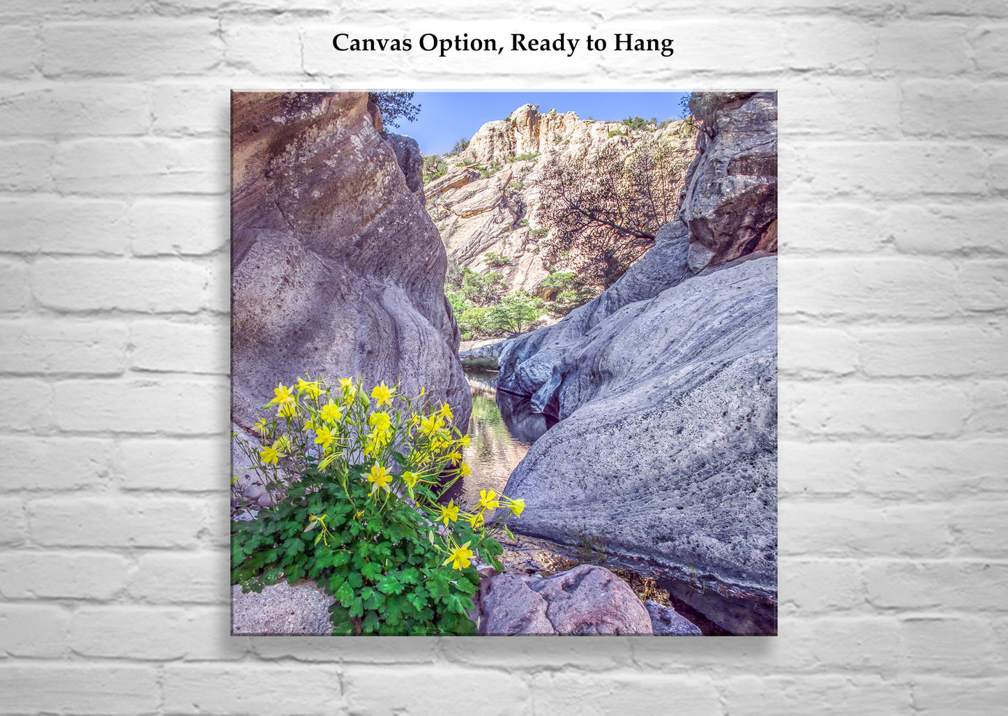 Arizona Desert Canyon Oasis Fine Art Photography Print