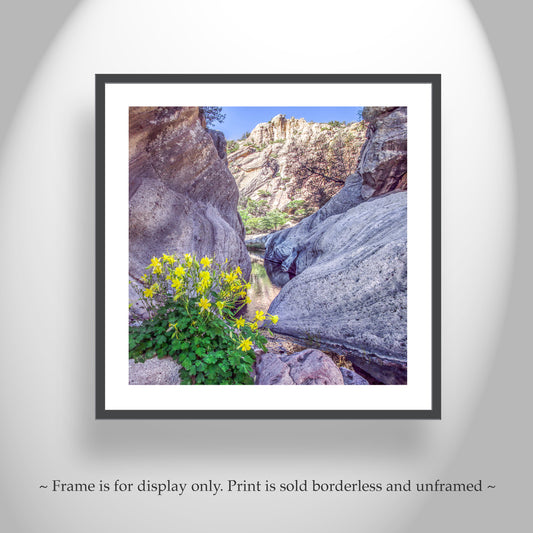 Yellow Columbine Flower Art Print | Arizona Canyon Picture