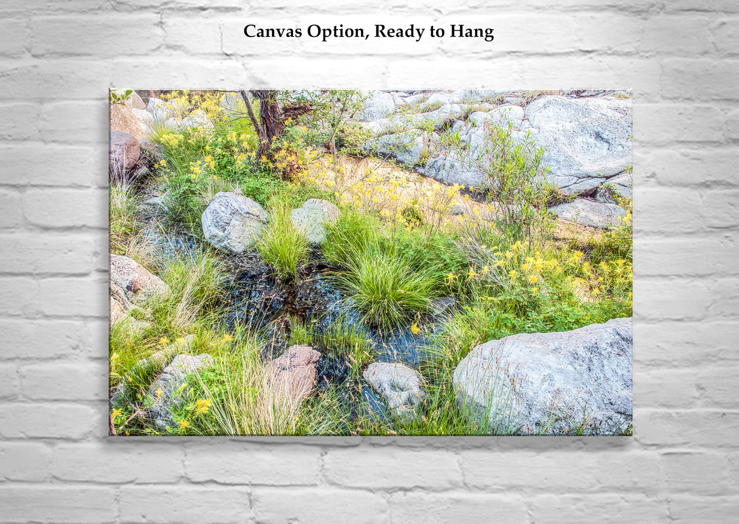 Wildflower Photo Artwork in Arizona Desert Canyon Oasis